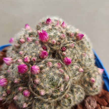 Mammillaria lauii