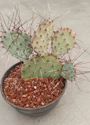 Opuntia Macrocentra 'Marie' 'Tarrina'
