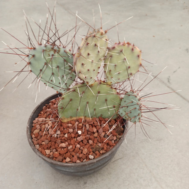 Opuntia macrocentra "Marie" 'Tarrina'
