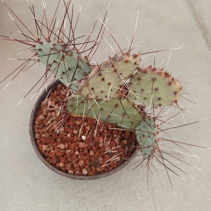 Opuntia Macrocentra 'Marie' 'Tarrina'