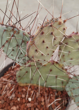 Opuntia Macrocentra 'Marie' 'Tarrina'