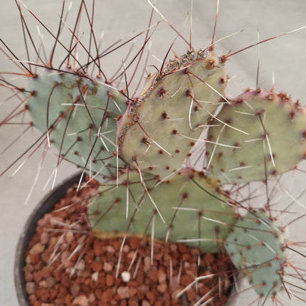 Opuntia Macrocentra 'Marie' 'Tarrina'