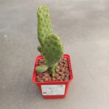 Opuntia prickly pear