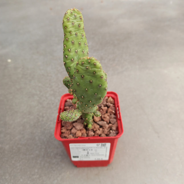 Opuntia-Feigenkaktus