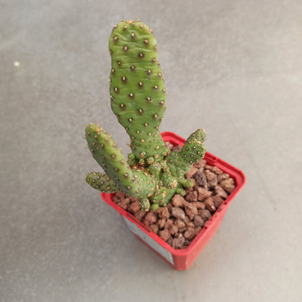 Opuntia prickly pear