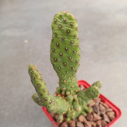 Opuntia prickly pear