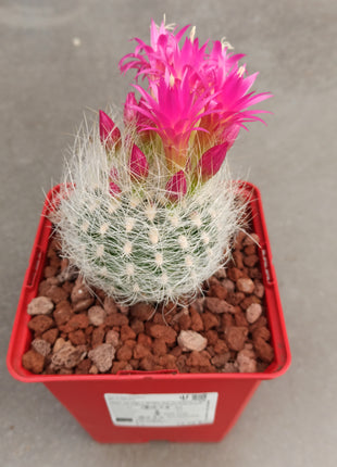 Neoporteria gerocephala