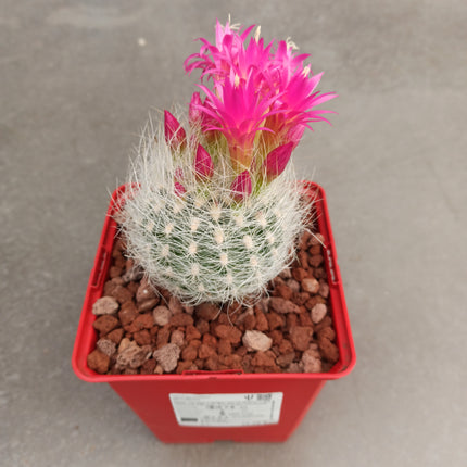 Neoporteria gerocephala