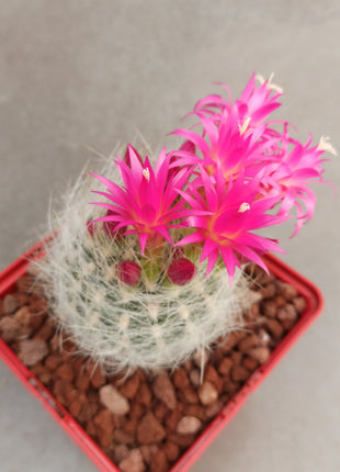 Neoporteria gerocephala