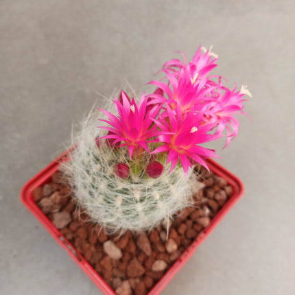 Neoporteria gerocephala