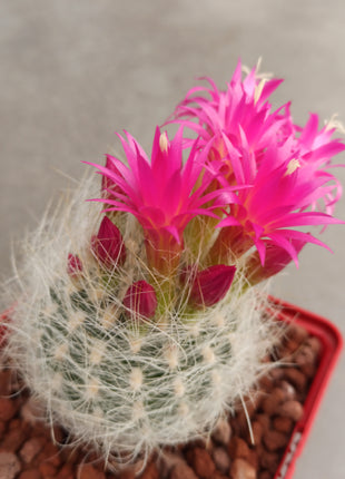 Neoporteria gerocephala