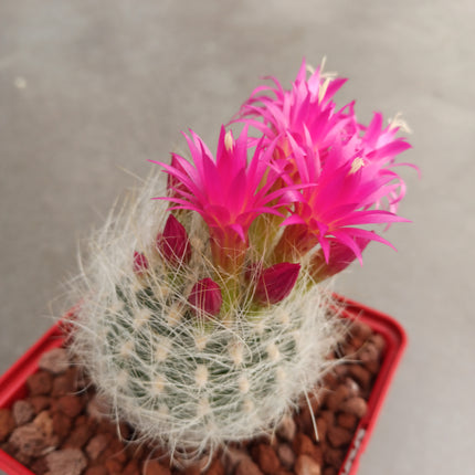 Neoporteria gerocephala