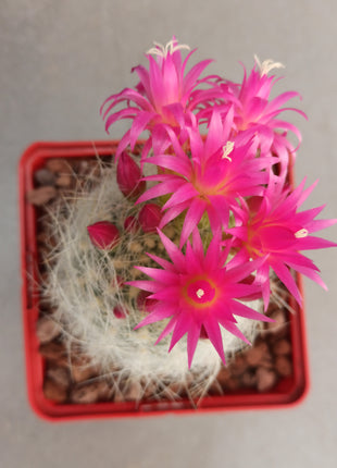 Neoporteria gerocephala
