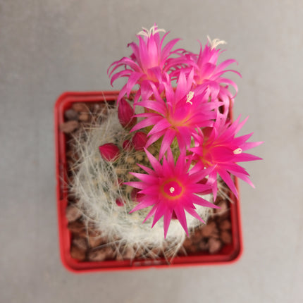 Neoporteria gerocephala