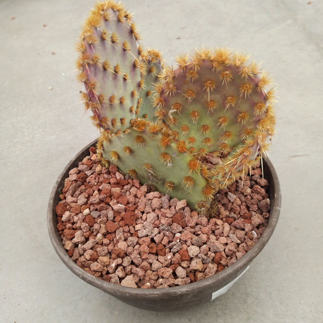Opuntia aciculata 'Tarrina'