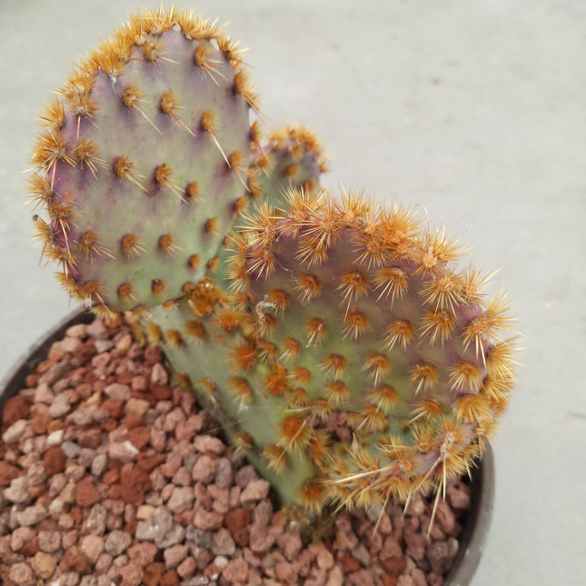 Opuntia aciculata 'Tarrina'