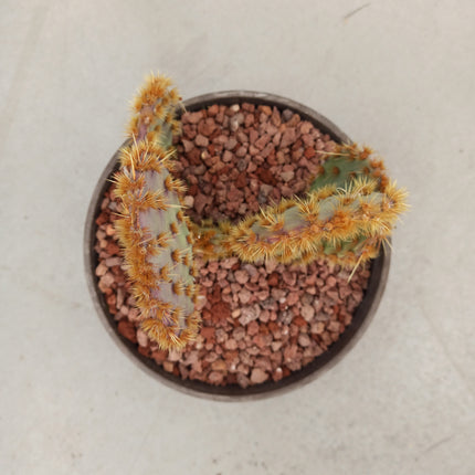 Opuntia aciculata 'Tarrina'