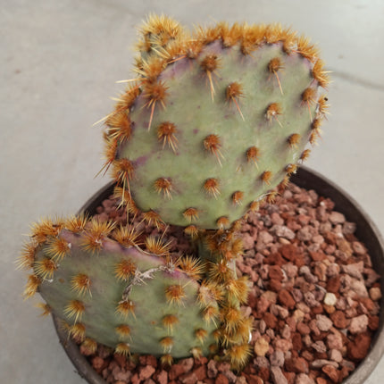 Opuntia aciculata 'Tarrina'