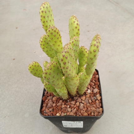 Opuntia prickly pear