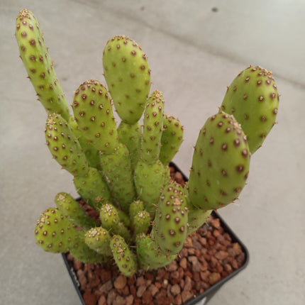 Opuntia prickly pear