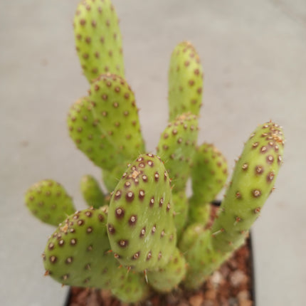 Opuntia prickly pear