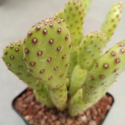 Opuntia prickly pear