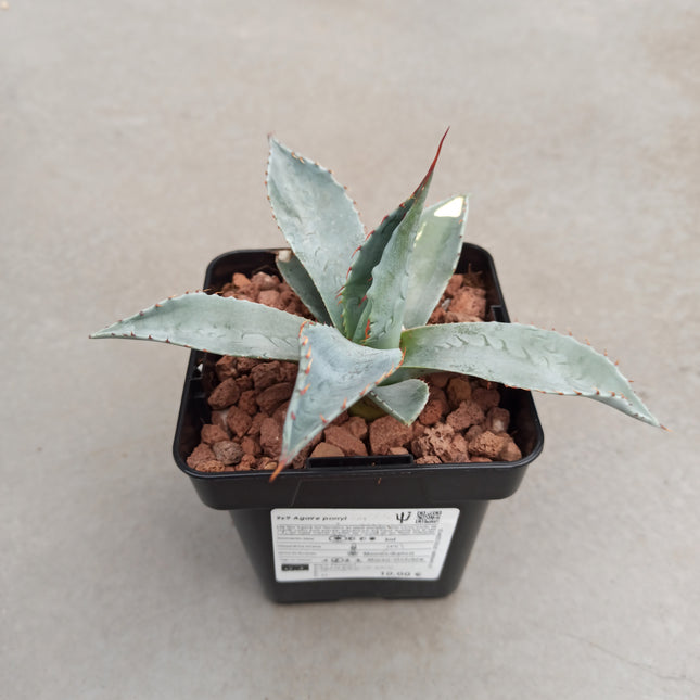 Agave parryi