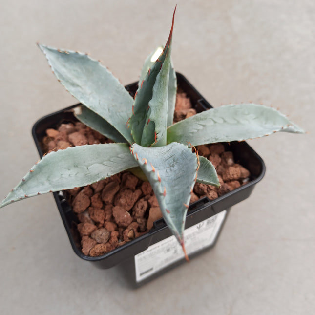 Agave parryi