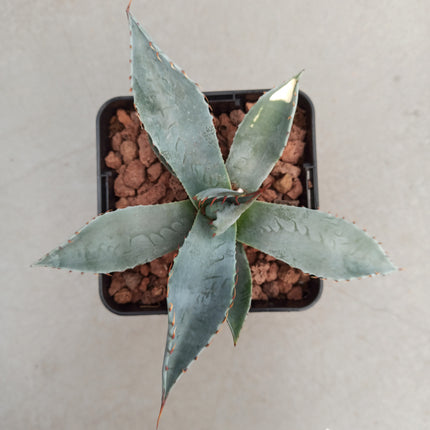 Agave parryi