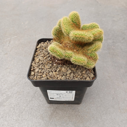 Vatricania guentheri cristata