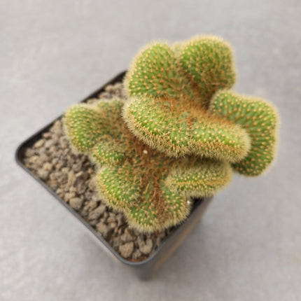 Vatricania guentheri cristata