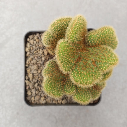 Vatricania guentheri cristata