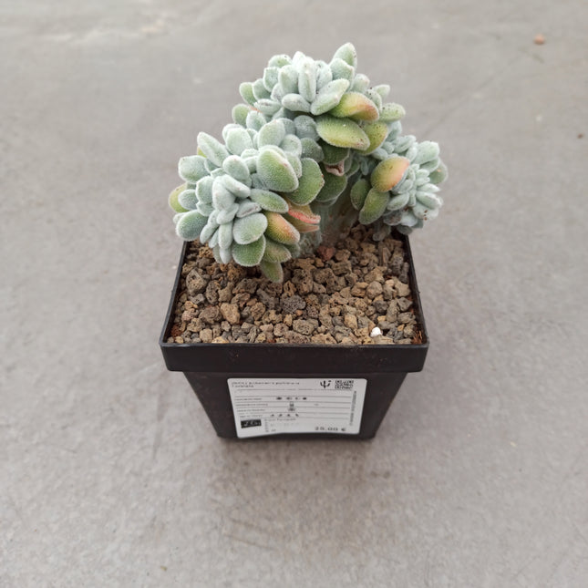 Echeveria pulvinata f. cristata