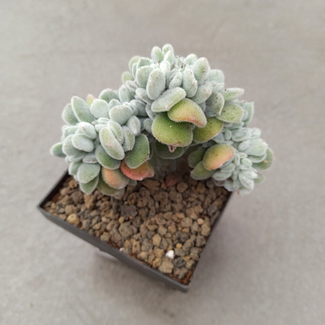 Echeveria pulvinata f. cristata