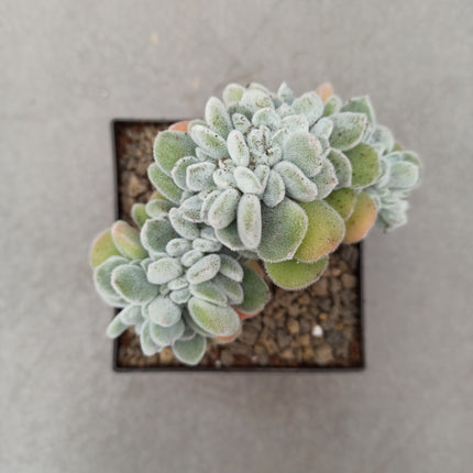 Echeveria pulvinata f. cristata