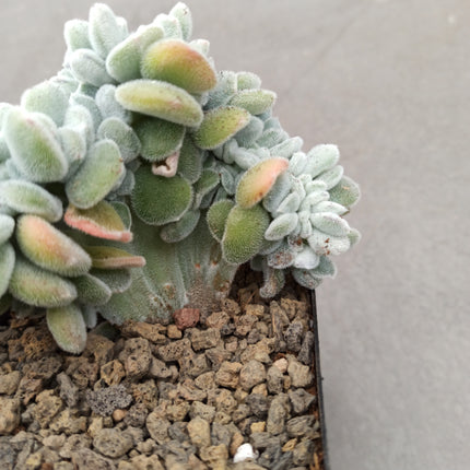 Echeveria pulvinata f. cristata