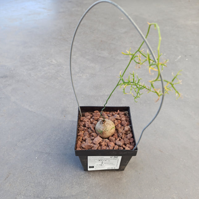 Bowiea volubilis ct 11