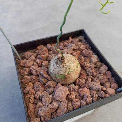 Bowiea volubilis ct 11