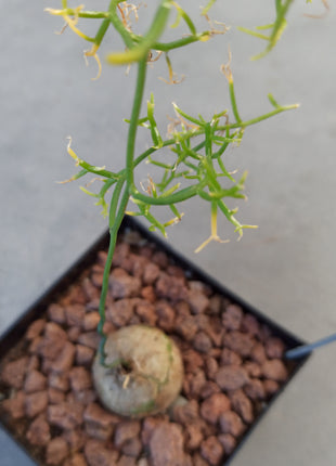 Bowiea volubilis ct 11
