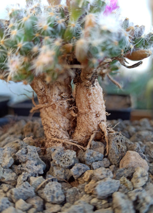 Trichodiadema densum