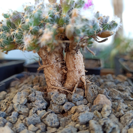 Trichodiadema densum