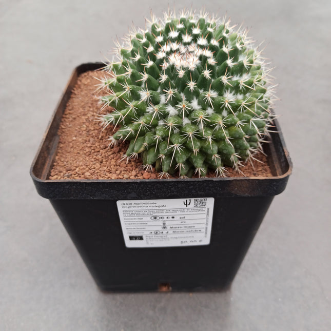 Mammillaria magnimamma f. variegate