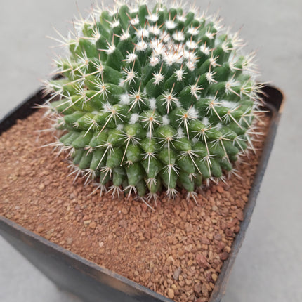 Mammillaria magnimamma f. variegate