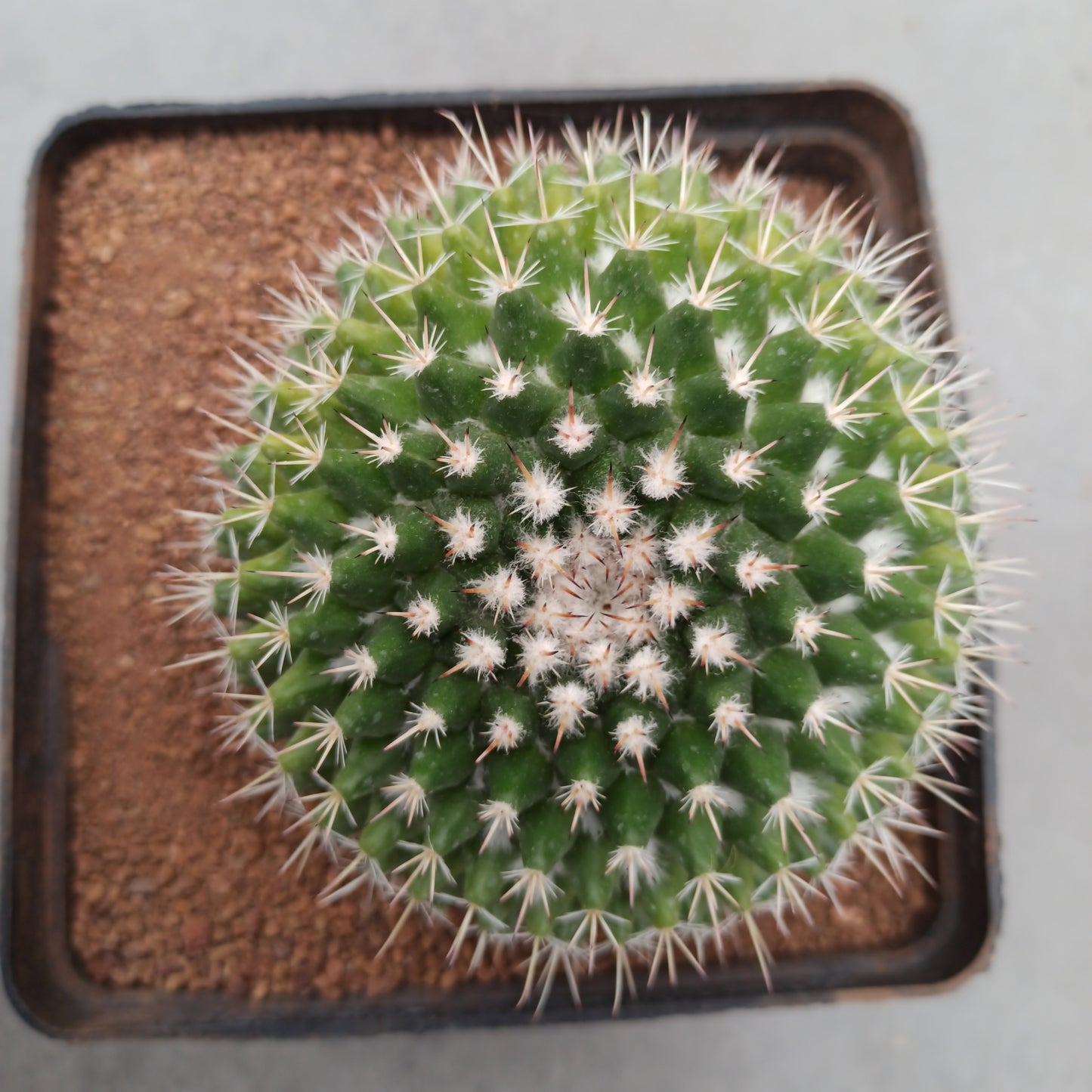 Mammillaria magnimamma f. variegate