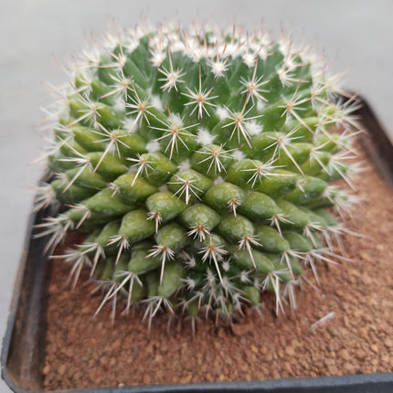 Mammillaria magnimamma f. variegate