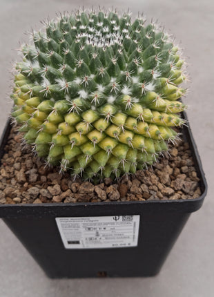 Mammillaria magnimamma f. variegate
