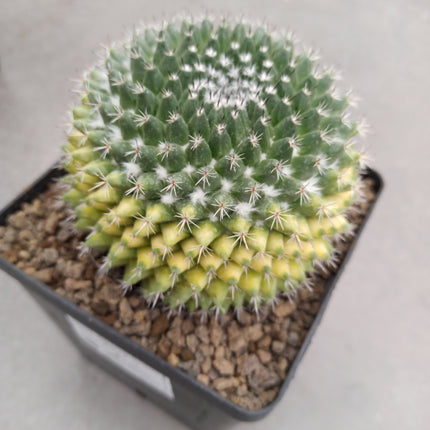 Mammillaria magnimamma f. variegate
