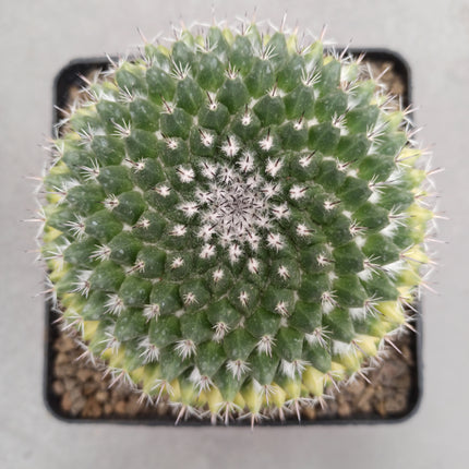 Mammillaria magnimamma f. variegate