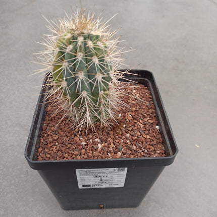 Pachicereus pringlei f variegata