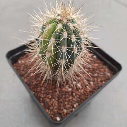 Pachicereus pringlei f variegata